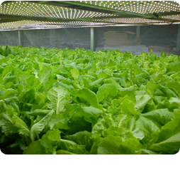 Vegetable planting Series