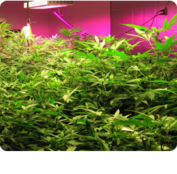Herbal Planting Series